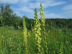 Pedicularis incarnata