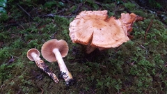 Cortinarius rubicundulus
