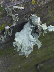 Ramalina canariensis