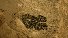 Protobothrops sieversorum