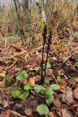 Pyrola media