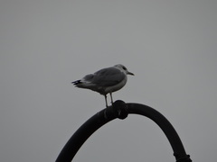 Larus canus