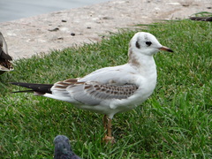 Chroicocephalus ridibundus