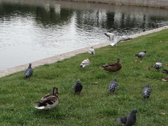 Chroicocephalus ridibundus