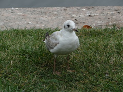 Chroicocephalus ridibundus