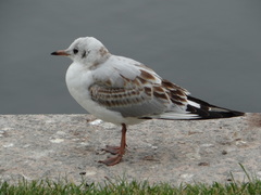 Chroicocephalus ridibundus