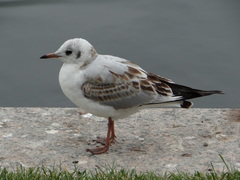 Chroicocephalus ridibundus