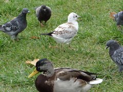 Chroicocephalus ridibundus