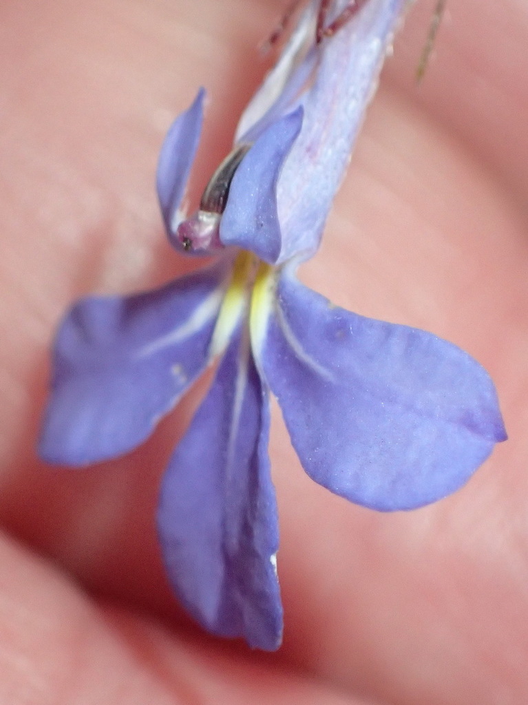 Rough Lobelia from Brenton Blue Butterfly Nature Reserve, Brentonon