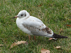 Chroicocephalus ridibundus