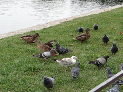 Columba livia domestica