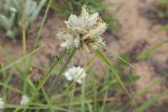Cyperus niveus leucocephalus