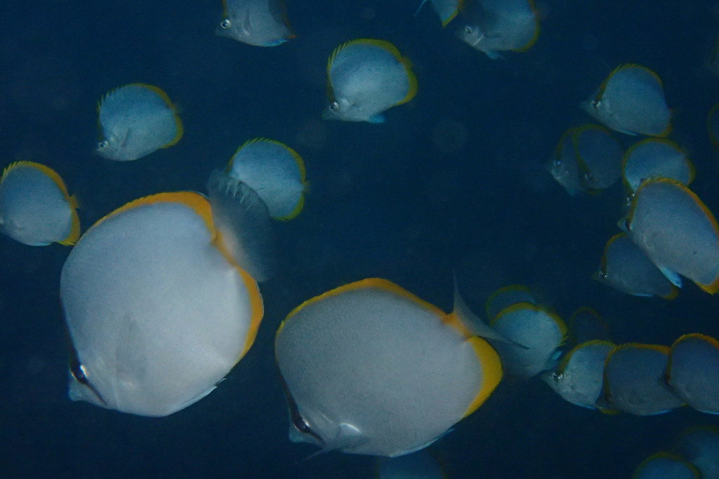 Saint Helena Butterflyfish