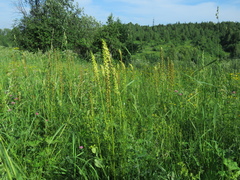 Pedicularis incarnata