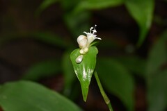 Tradescantia zanonia image