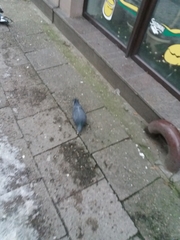 Columba livia domestica