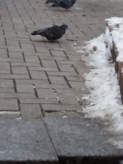 Columba livia domestica