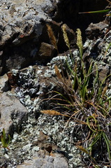 Trisetum antarcticum