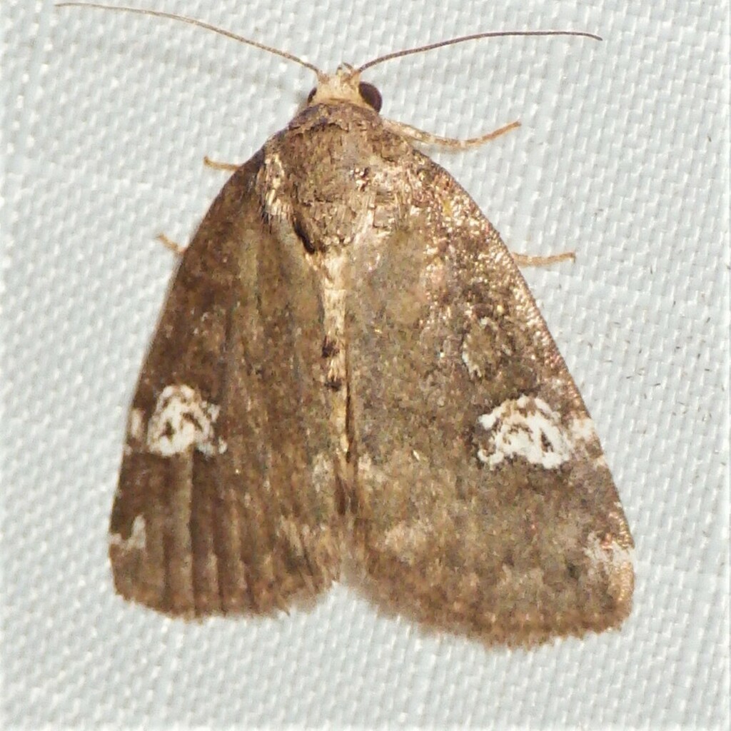 Gray Marvel Moth from Fitzgerald Rd, Burdett, NY 14818, USA on June 23 ...