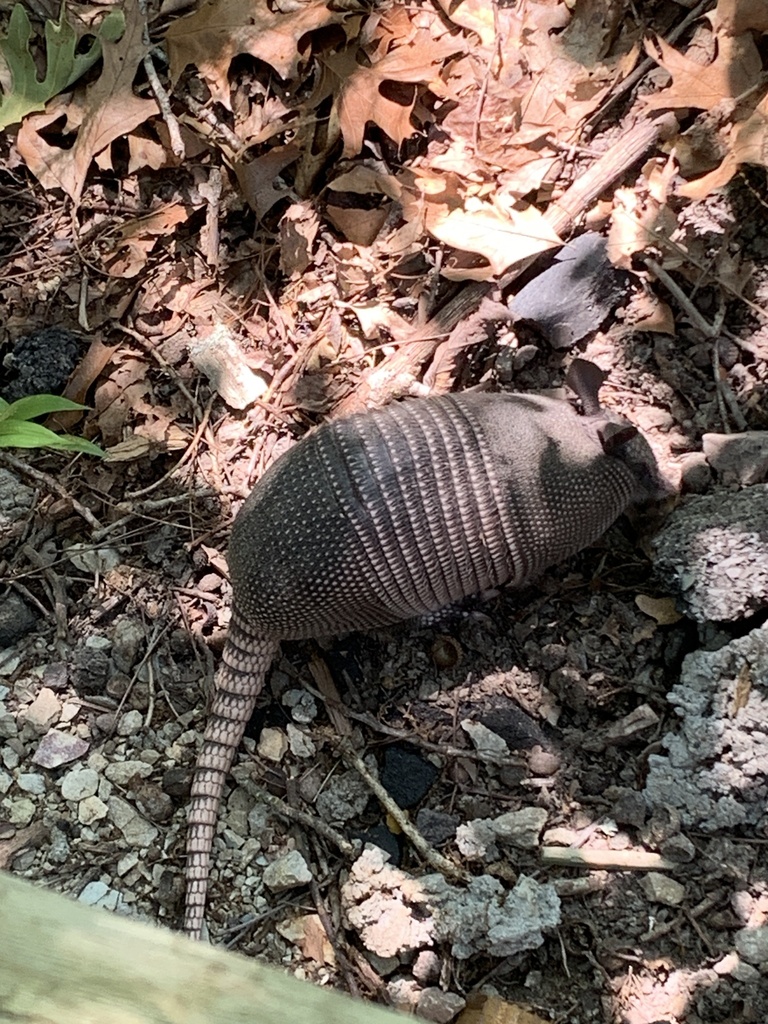 Nine-banded Armadillo from Silver Dollar City, Blue Eye, MO, US on June ...