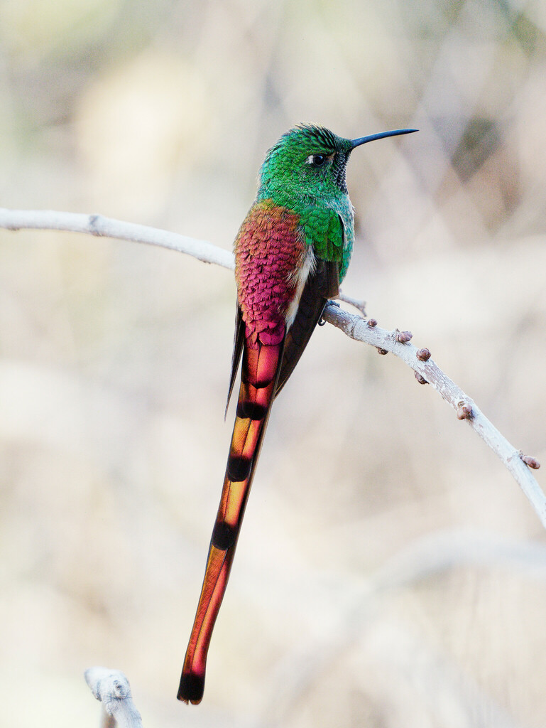 Red-Tailed Comet