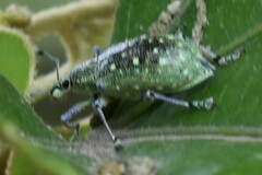 Exophthalmus jekelianus image