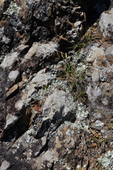 Trisetum antarcticum