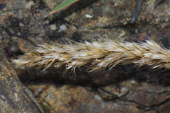 Trisetum antarcticum