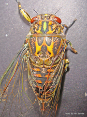 Amphipsalta cingulata