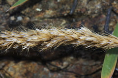 Trisetum antarcticum