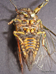 Amphipsalta cingulata