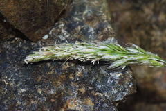 Trisetum antarcticum