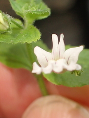 Nemesia silvatica