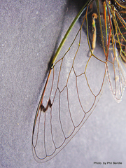 Amphipsalta cingulata