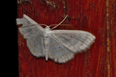 Scopula penultima