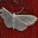 Scopula penultima - Photo (c) i_c_riddell, some rights reserved (CC BY), uploaded by i_c_riddell