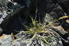 Trisetum antarcticum