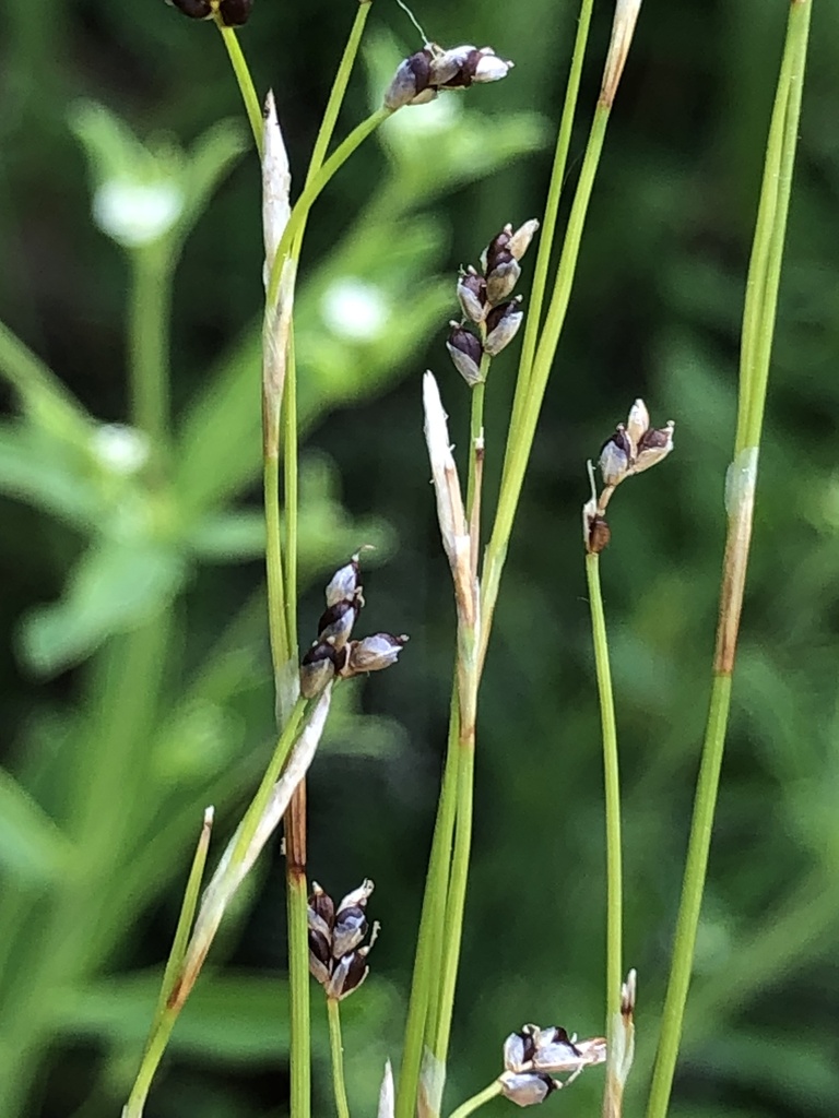 Carex sect. Albae