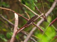 Anolis roquet