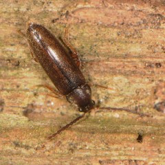 Melandryidae