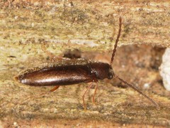 Melandryidae