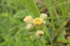Erigeron primulifolius