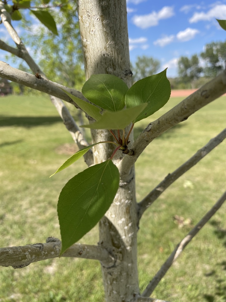 balsam poplar from Child Ave NE, Calgary, AB, CA on June 23, 2023 at 04 ...