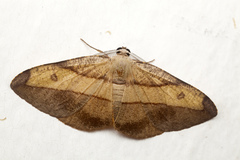 Hypochrosis hyadaria