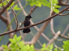 Orthorhyncus cristatus