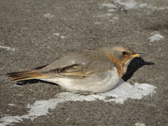 Turdus ruficollis