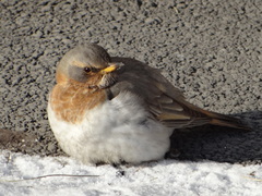 Turdus ruficollis