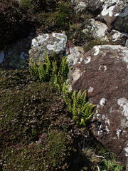 Asplenium lanceolatum