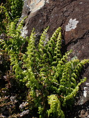 Asplenium lanceolatum