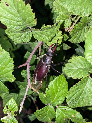 Lucanus cervus